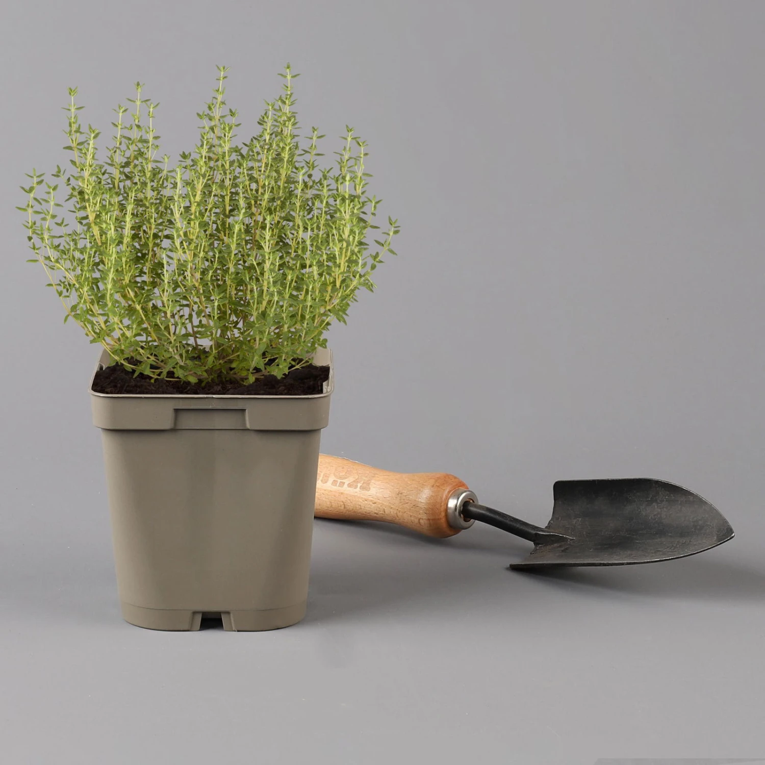 Grillkräuter Salbei, Rosmarin & Thymian, Topf 11x11 Cm, Inkl. Greenbar® 5 Grillkräuter Salbei, Rosmarin & Thymian, Topf 11x11 Cm, Inkl. Greenbar® – Bild 3