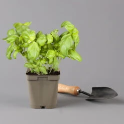 Küchenkräuter Basilikum, Oregano & Petersilie, Topf 11x11 Cm, Inkl. Greenbar® -Pflanzen Geschäft 1610300383 basilikum Greenbar Kuechenkraeuter Kasten Anthrazit und 3Kraeuter 122886