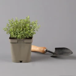 Küchenkräuter Basilikum, Oregano & Petersilie, Topf 11x11 Cm, Inkl. Greenbar® -Pflanzen Geschäft 1610300383 oregano Greenbar Kuechenkraeuter Kasten Anthrazit und 3Kraeuter 122885