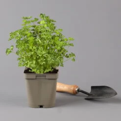 Küchenkräuter Basilikum, Oregano & Petersilie, Topf 11x11 Cm, Inkl. Greenbar® -Pflanzen Geschäft 1610300383 petersilie Greenbar Kuechenkraeuter Kasten Anthrazit und 3Kraeuter 122884