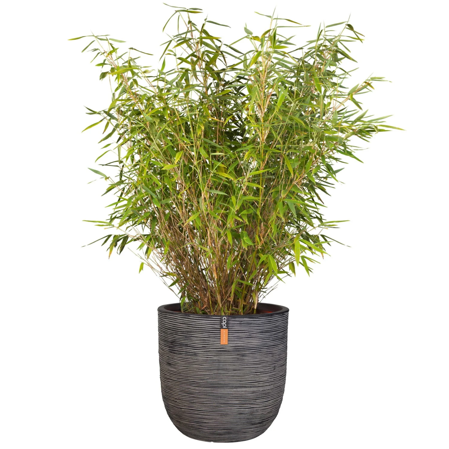 Pflanzgefäß Rib Cullen, Anthrazit, Ø 35 X H 34 Cm 4 Pflanzgefäß Rib Cullen, Anthrazit, Ø 35 X H 34 Cm – Bild 2