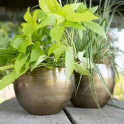 Pflanzgefäß 'Rowen', Gold, Ø 22 X H 17 Cm -Pflanzen Geschäft 3210801609 Pflanzgefaess Rowen gold D 22 x H 17 cm 1 114969