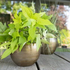 Pflanzgefäß 'Rowen', Gold, Ø 22 X H 17 Cm -Pflanzen Geschäft 3210801609 Pflanzgefaess Rowen gold D 22 x H 17 cm 2 114968