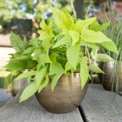 Pflanzgefäß 'Rowen', Gold, Ø 22 X H 17 Cm -Pflanzen Geschäft 3210801609 Pflanzgefaess Rowen gold D 22 x H 17 cm 3 114967