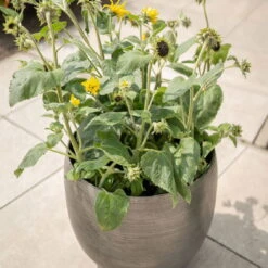 Pflanzgefäß 'Rowen', Silber, Ø 50 X H 47 Cm 15 Pflanzgefäß 'Rowen', Silber, Ø 50 X H 47 Cm -Pflanzen Geschäft 3210801625 3210801626 3210801627 3210801628 Pflanzgefaess Rowen silber 6 115002