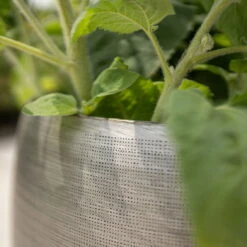 Pflanzgefäß 'Rowen', Silber, Ø 50 X H 47 Cm 12 Pflanzgefäß 'Rowen', Silber, Ø 50 X H 47 Cm -Pflanzen Geschäft 3210801625 3210801626 3210801627 3210801628 Pflanzgefaess Rowen silber 9 115005