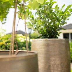 Pflanzgefäß 'Rowen', Gold, Ø 31 X H 55 Cm 17 Pflanzgefäß 'Rowen', Gold, Ø 31 X H 55 Cm -Pflanzen Geschäft 3210801630 3210801631 3210801632 3210801633 Pflanzgefaess Rowen gold 2 115015