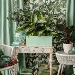 LECHUZA Balkonkasten 'Balconera Color 50', Pastellgrün, 50 X 19 X 19 Cm -Pflanzen Geschäft 3230101153 Balconera Color 50 All in One Set pastellgruen 2 109185