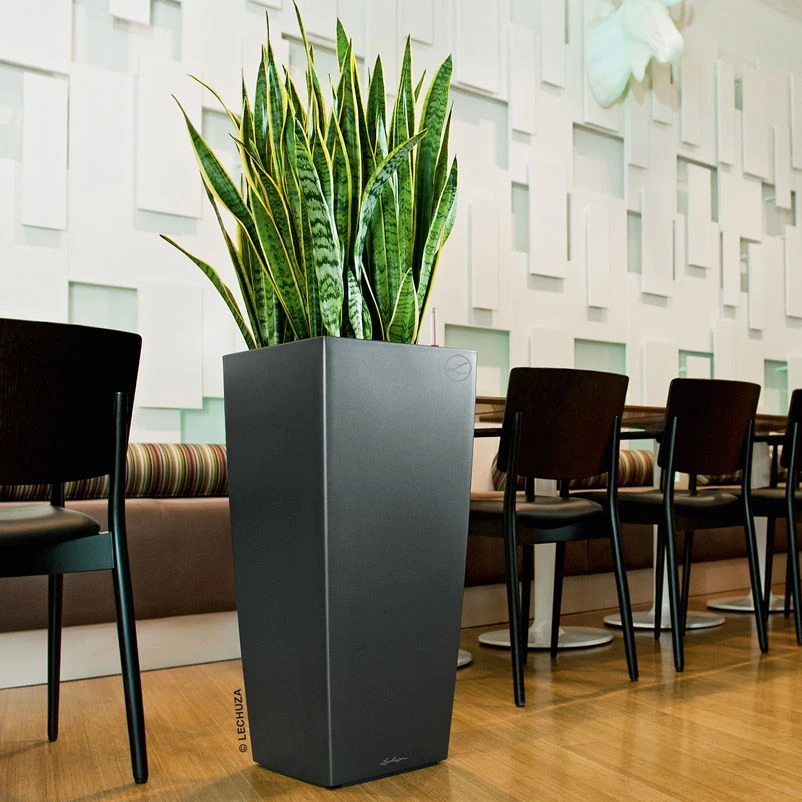 Pflanzen Geschäft -Pflanzen Geschäft 3325100079 Cubico Premium 30 anthrazit All in