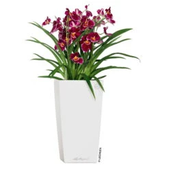 LECHUZA Cubico Premium 40, Weiß Hochglanz, All-in-One-Set, 40 X 40, H:75 Cm 9 LECHUZA Cubico Premium 40, Weiß Hochglanz, All-in-One-Set, 40 X 40, H:75 Cm -Pflanzen Geschäft 3325100114 CubicoPremium22 weiss All in One Set 22x22x41cm RGB 2 7572 1