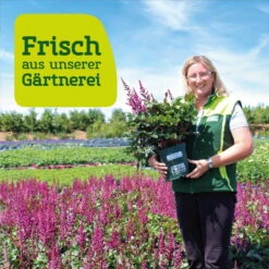 Kölle's Beste Pfingstrose 'Monsieur Jules Elie' Violettrosa, 3 Liter Topf -Pflanzen Geschäft frau setz eigenproduktion 4