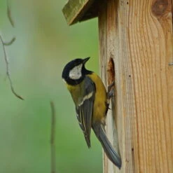 Nistkasten Zum Beobachten Aus Kiefernholz 5 Nistkasten Zum Beobachten Aus Kiefernholz -Pflanzen Geschäft nistkasten blaumeisen beobachtung zoom 117820