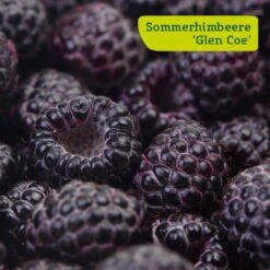 Himbeer-Set 'Dunkle Früchtchen', 4er-Set, Topf Je 2 Liter -Pflanzen Geschäft sommerhimbeere glen coe 78199